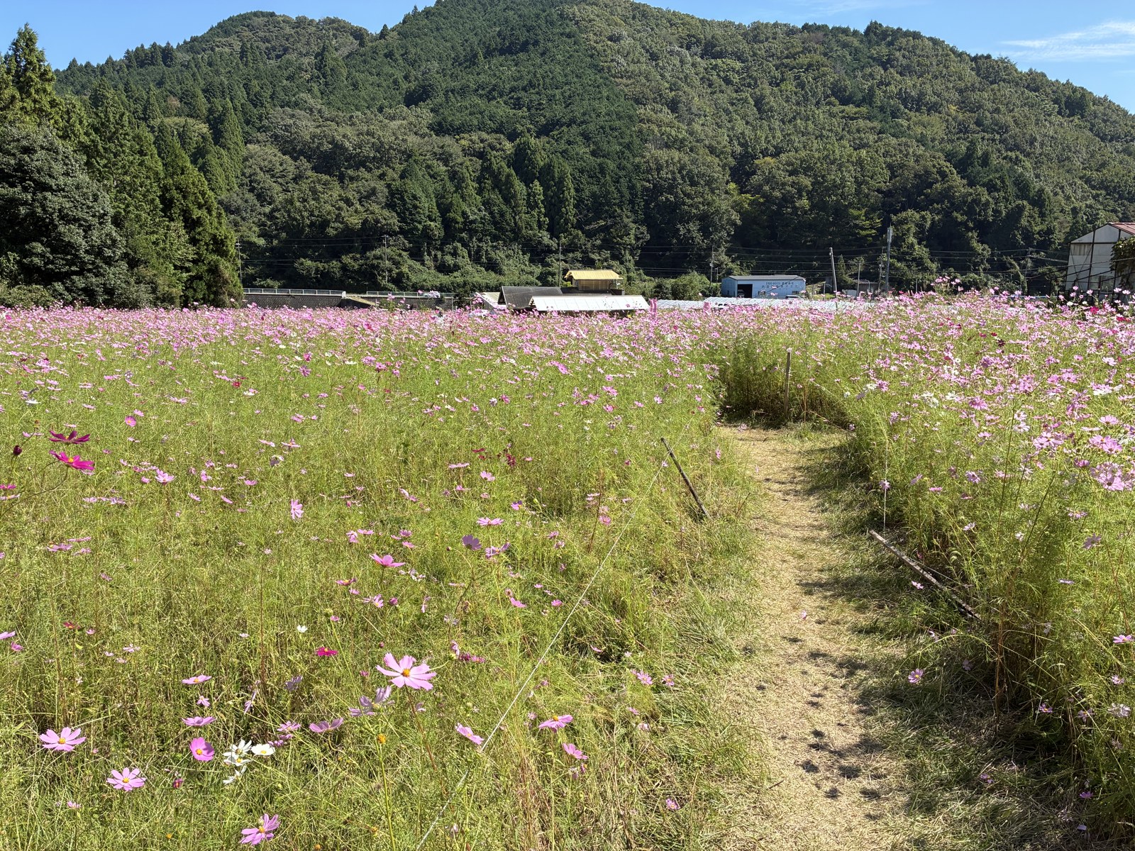 コスモスの間を通る草の遊歩道