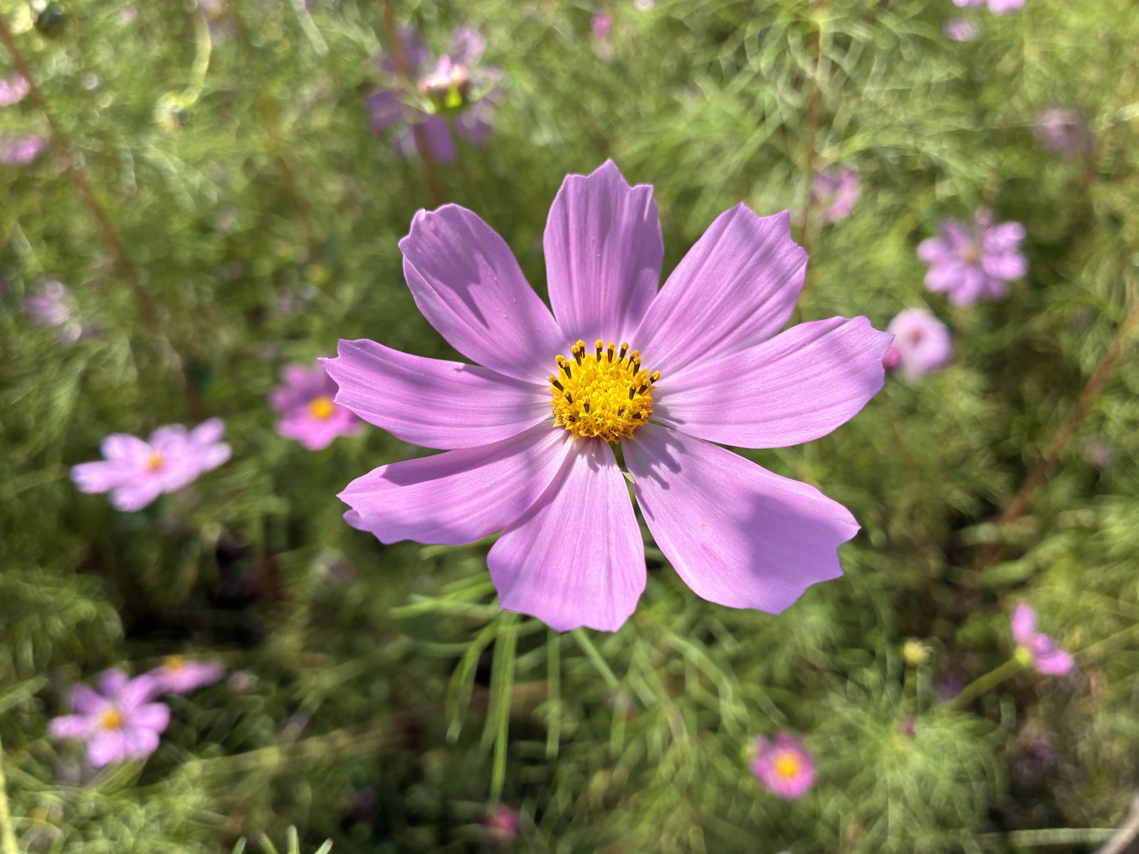 淡いピンクのコスモスの花